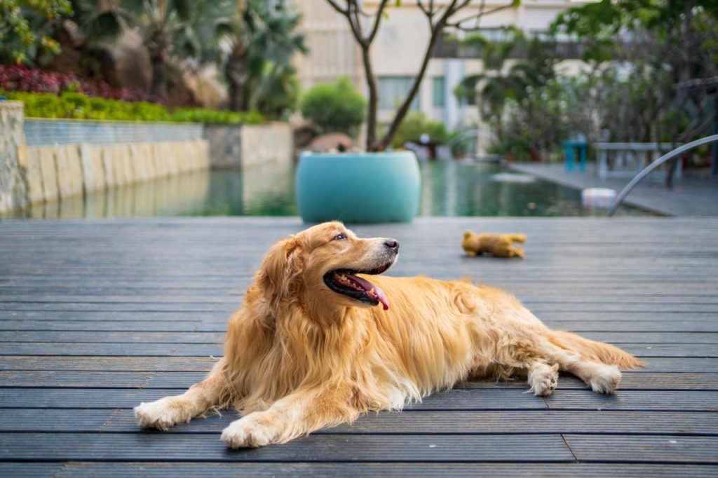 Hyatt Hyderabad Gachibowli Dog Image