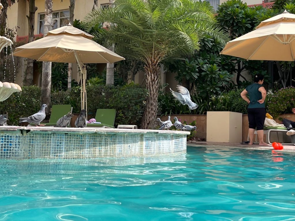 Le Meridien Jaipur Pool