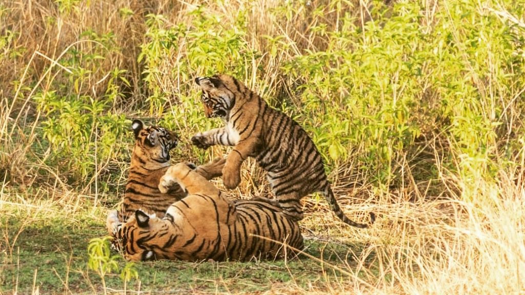 TAJ SAWAI RANTHAMBHORE - JUNGLE SAFARI