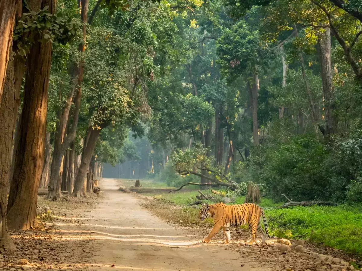 Jim corbett National park